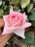 GHF2 rose photo