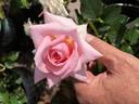 GHF2 rose photo