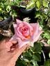 GHF2 rose photo