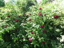Duke of Edinburgh rose photo
