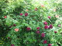 Duke of Edinburgh rose photo
