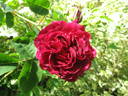 Duke of Edinburgh rose photo