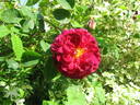 Duke of Edinburgh rose photo