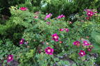 Doorenbos Selection rose photo