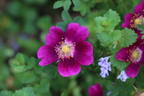 Doorenbos Selection rose photo