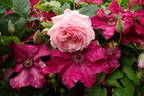 St. Ethelburga rose photo