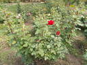Victor Hugo rose photo