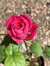 ATZ29PDKOPPext rose photo