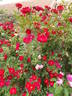 Guirlande Fleurie rose photo