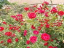 Guirlande Fleurie rose photo