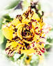 Simsalabim rose photo
