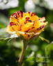 Simsalabim rose photo