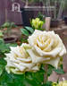 Green Tea ® rose photo
