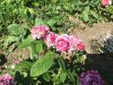 Kasteel Hex rose photo