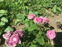 Kasteel Hex rose photo