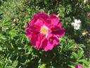 Wild Eagle rose photo