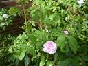 Delambre rose photo