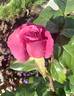 Remembering Michael rose photo