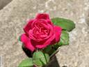 ATZ29PDKOPPext rose photo