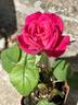 ATZ29PDKOPPext rose photo