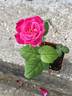 ATZ29PDKOPPext rose photo