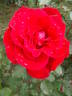 Victor Hugo rose photo