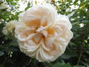 Mon Jardin et Ma Maison rose photo