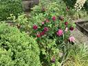 Orpheline de Juillet rose photo