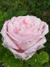 Madame Jules Finger rose photo