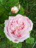 Madame Jules Finger rose photo
