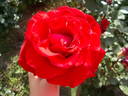 Victor Hugo rose photo