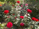 Victor Hugo rose photo