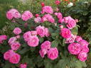Madame Joseph Bonnaire rose photo