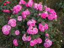 Madame Joseph Bonnaire rose photo