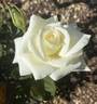 White Success rose photo