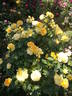 Summertime rose photo