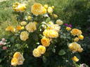 Summertime rose photo