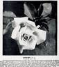 Sunburst rose photo