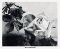 Willowmere rose photo