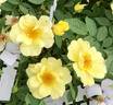 MMILC3 rose photo