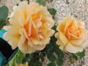Indian Summer rose photo