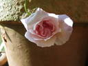 Madame Cunisset-Carnot rose photo