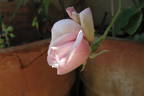 Madame Cunisset-Carnot rose photo