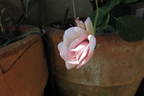 Madame Cunisset-Carnot rose photo