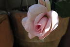 Madame Cunisset-Carnot rose photo