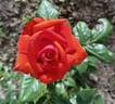 Star 2000 rose photo