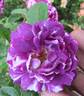 Cassovia rose photo