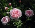 Everblooming Moss rose photo