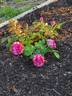 Moore's Striped Rugosa rose photo