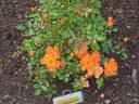 Oso Easy Paprika rose photo